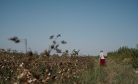 A New Chapter in Uzbekistan’s Cotton Sector?