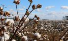 How Does Turkmen Cotton, Produced With Forced Labor, Enter Global Supply Chains?