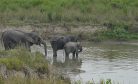 Gateway to India&#8217;s Northeast Faces Danger of Elephant Invasion