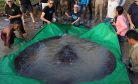 A Depleted River Scores a World Record Catch